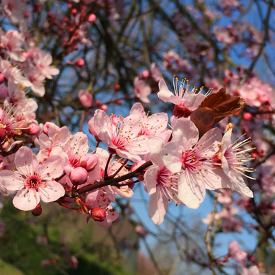 Fleurs de Sakura